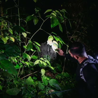 Night walk tour
